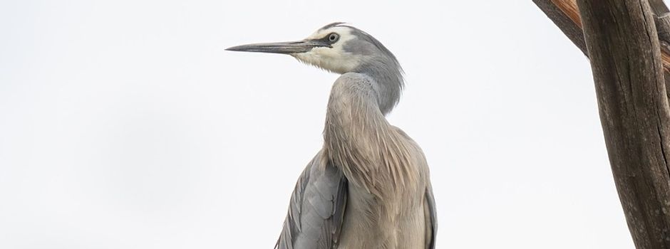 Weitere Informationen zur Geflügelpest