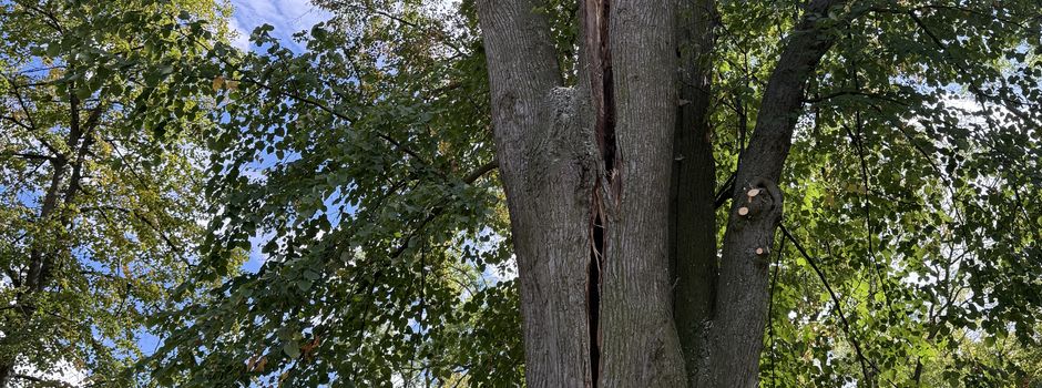 Notfällung einer alten Linde im Park