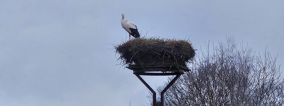 Der 1. Storch ist da!