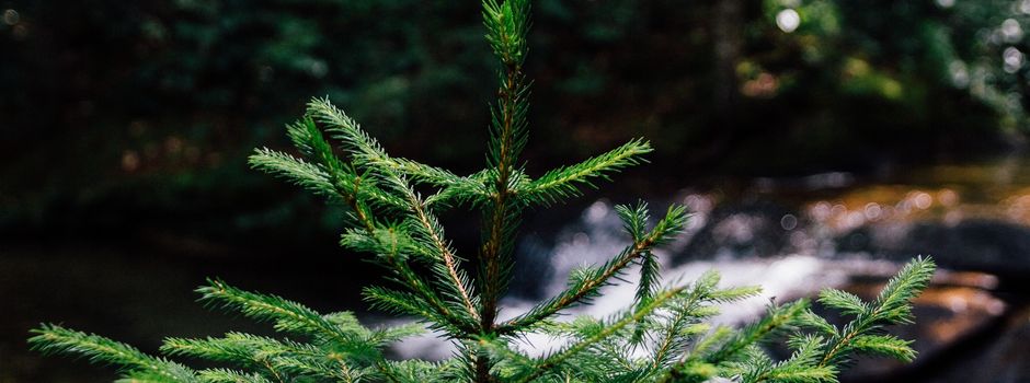 Tannen gesucht für Vorweihnachtszeit in Herzebrock-Clarholz