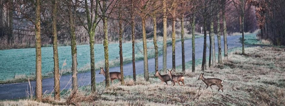 Wildwechsel-Gefahr: Vorsicht in der Dämmerung!