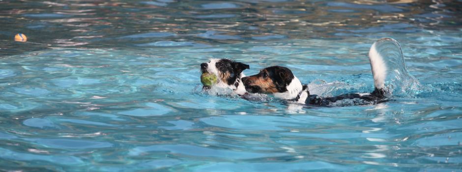 Hier können Hunde in Wiesbaden ins Schwimmbad gehen