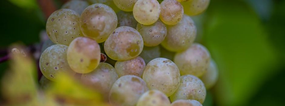 Mehr Wein aus Deutschland: Rheinhessen hat großen Anteil