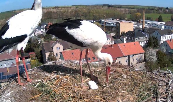 Storchenpaar mit den ersten zwei Eiern