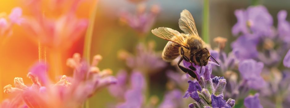 Für eine größere Artenvielfalt: Mit der Initiative „Bienen Helfen!“ wurden 4.500 m² Blühfläche bei Mainz angepflanzt!