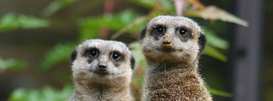 Der September im Zoo Augsburg: Ein Kommen und Gehen der Tiere