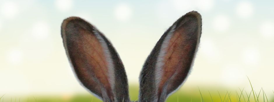 Hasen-News aus der Ortsgemeinde