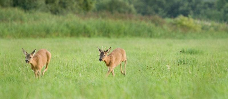 Jagdverband Hessen warnt Autofahrer: Rehe jetzt auch tagsüber unterwegs