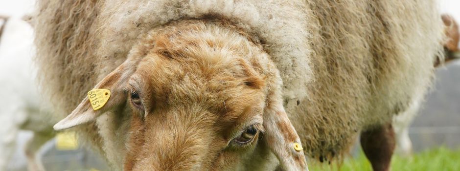 Bilderrückblick Almauftrieb der Burgschafe