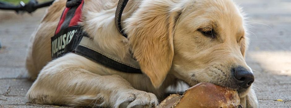 Giftköder in Mainz: Mehren sich die Fälle?