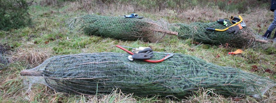 Weihnachtsbäume schlagen am Walderlebnis Ehrhorn