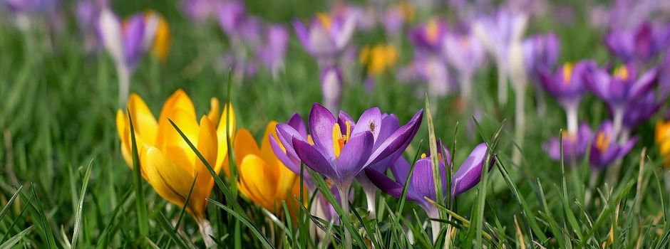 Naturparktag 2025: Gemeinsam pflanzen für ein blühendes Garstedt