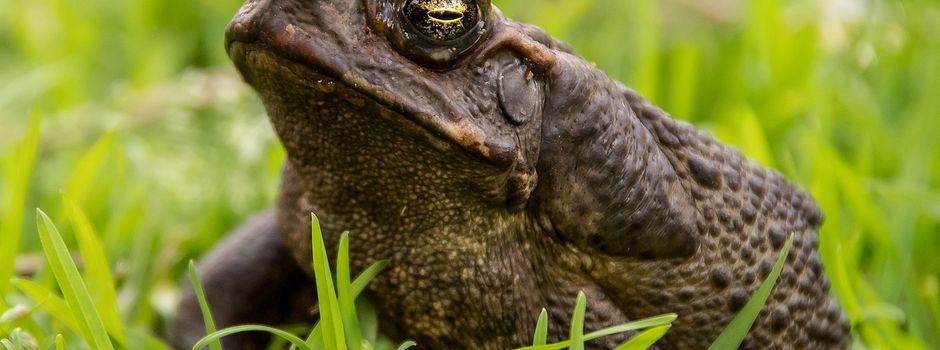 Hätten Sie 30 min Zeit für Amphibienschutz?