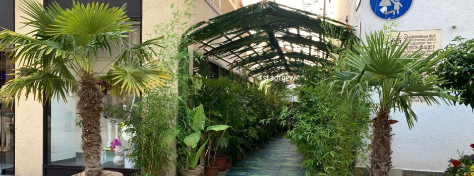 Wer steckt hinter der Dschungel-Gasse? Geheimnis gelüftet