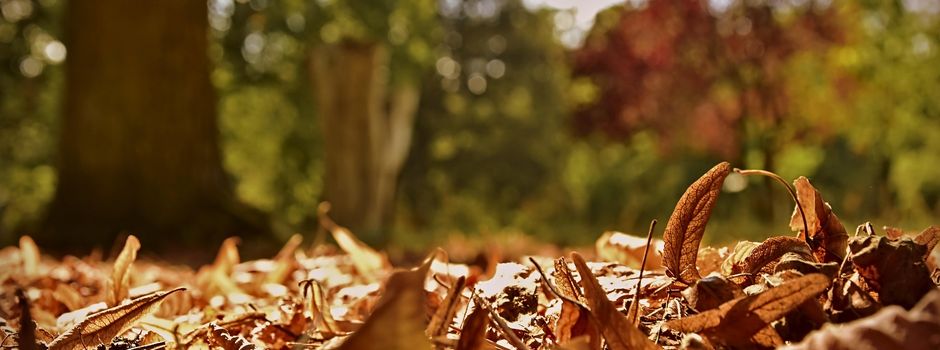 Entsorgung des Herbstlaubes von öffentlichen Bäumen