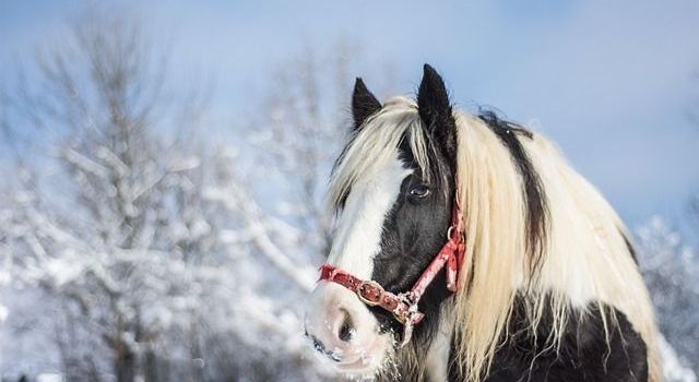 Adventsreiten - 2. Advent