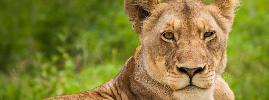 Todesnachricht: Zoo Augsburg lässt Löwin Kira einschläfern