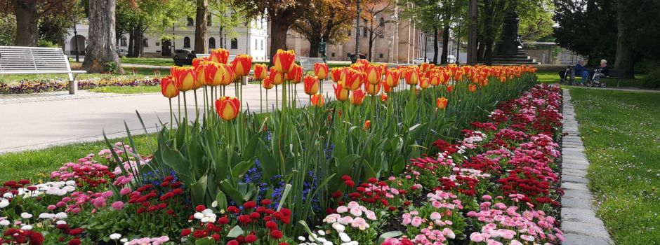 5 Orte in Augsburg, an denen es besonders schön blüht