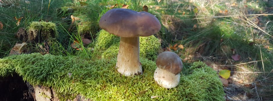 Warum muss dieser Baum weg? 