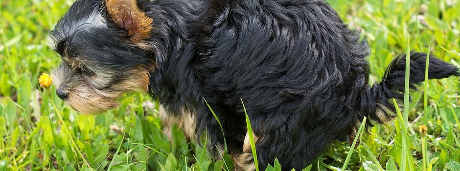 An alle Hundehalter und -führer
