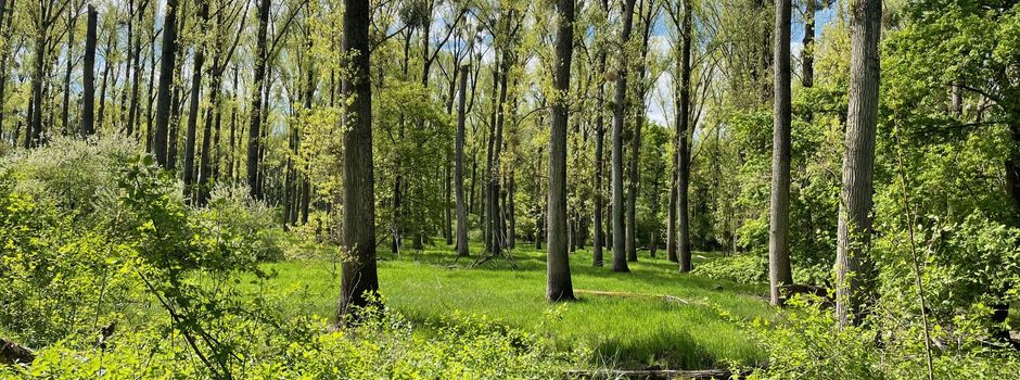 Waldbegehung mit Förster Tobias Emer