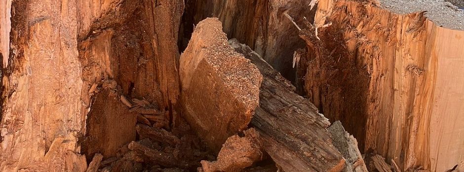 Alte Linde musste gefällt werden