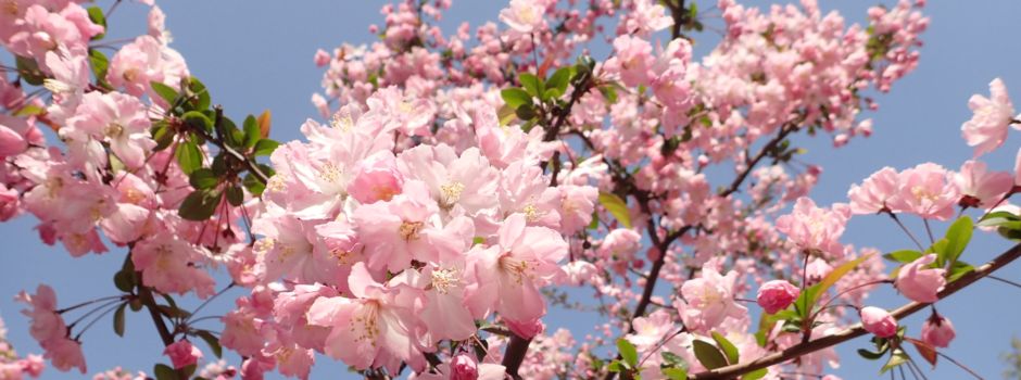Kirschblütenfest 2019 – wenn die Ulmer Straße zum Blütenmeer wird