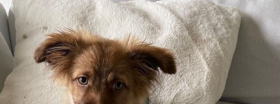 GESUCHT: Rüde SIMBA