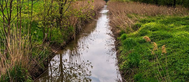 Müllsammelaktion an der Selz: Kuriose Fundstücke in Ingelheim
