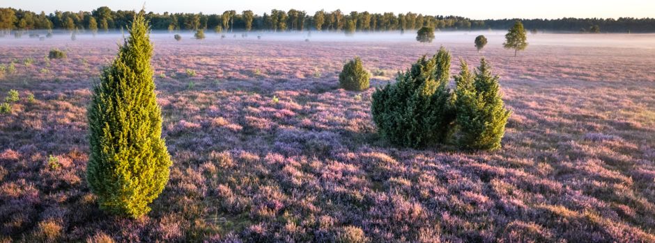 Heideblüte erreicht ihren Höhepunkt