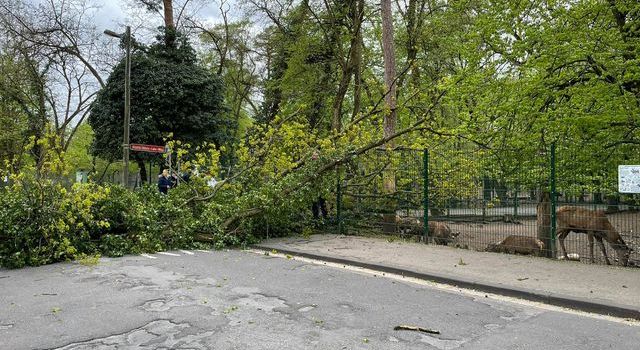 Sturm in Mainz: Baum fällt in Wildpark um