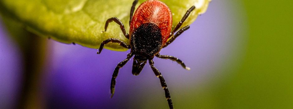 Zecken im Frühjahr: Anstieg der FSME-Erkrankungen erwartet