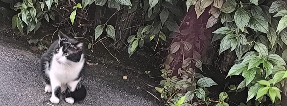 Kater sucht sein Zuhause