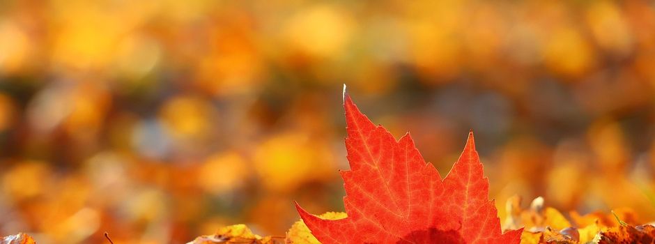 Herbstzeit ist Pflegezeit