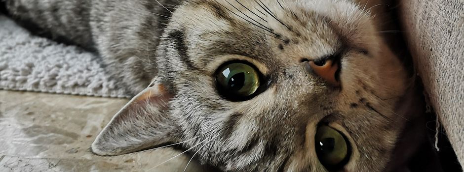 Treffen der Haustierhilfe-Heidekreis