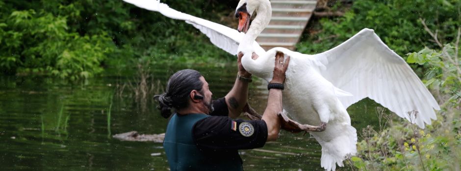 Die Ereignisse überschlagen sich - Erst Rettung jetzt ein leeres Nest