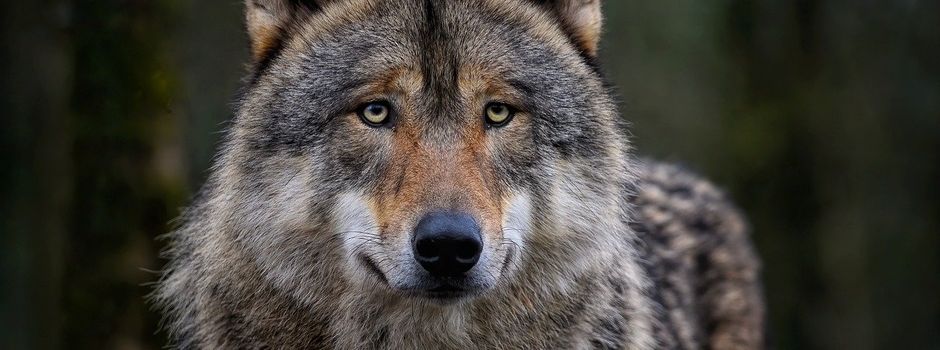 Info-Veranstaltung zum Thema Wolf im  Westerwald - Terminankündigung