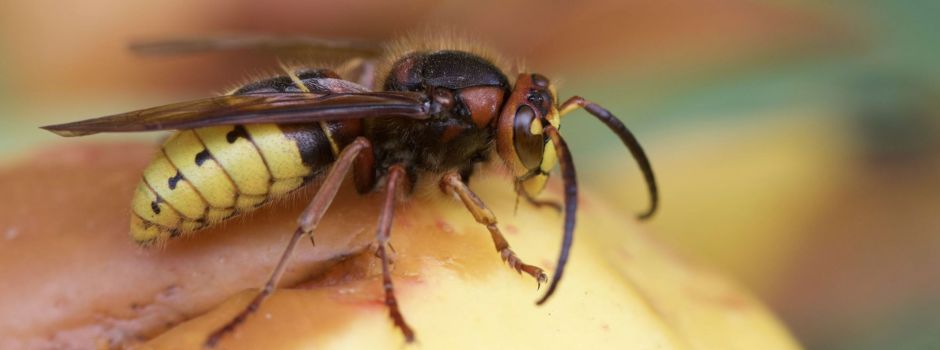 Hornissen: Friedliche Kraftpakete für ein ausgeglichenes Ökosystem