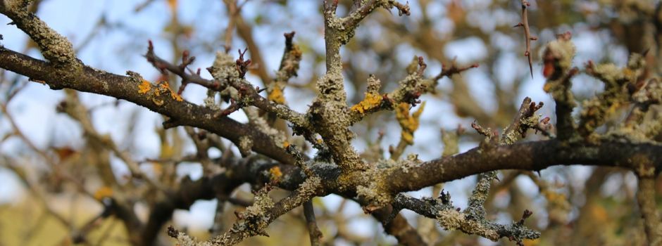 Entsorgung von Ast- und Baumschnitt