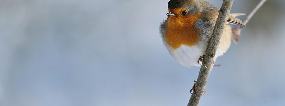 Schulstunde der Wintervögel