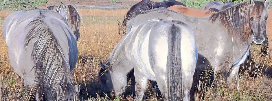 „Nora vom Radenbach“ Bundessiegerin