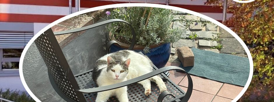 Fundkatze in Kriegsfeld