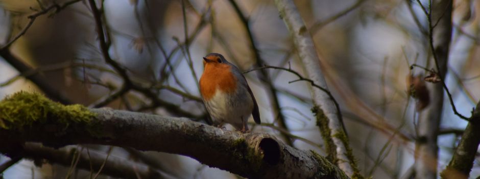 🌿Wenn Hecken zum Zuhause werden:
Gehölzpflege im Einklang mit dem Tierschutz🐦