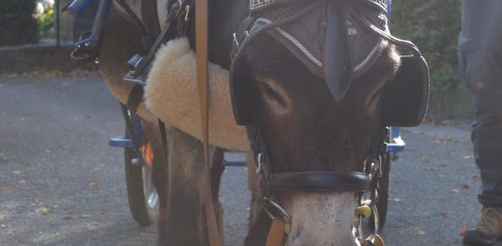 Tiergestütze Pädagogik in der Ev. KiTa Morgensonne