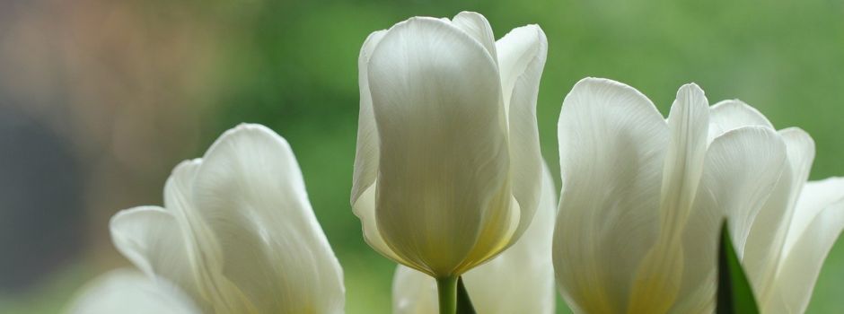 Verabschiedung der ehemaligen Bürgermeisterin und Ratsmitglieder und Ehrungen von langjährigen Ratsmitgliedern der OG