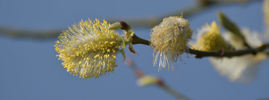 Frühling in Sicht ...