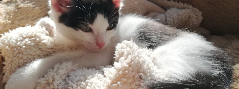 Kater Attila – Augsburgs neuer Katzen-Star