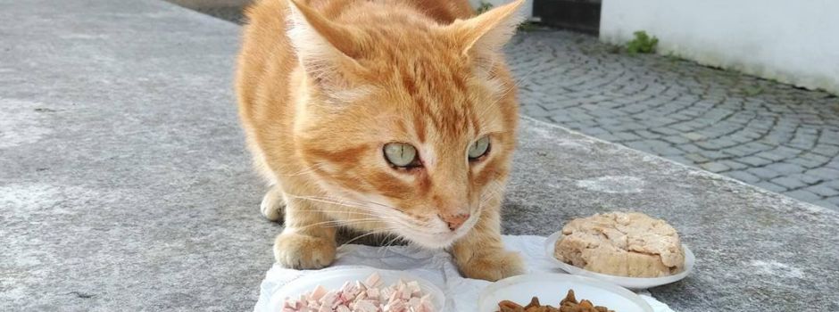 Todesnachricht: Die Campus Cat der Uni Augsburg ist verstorben