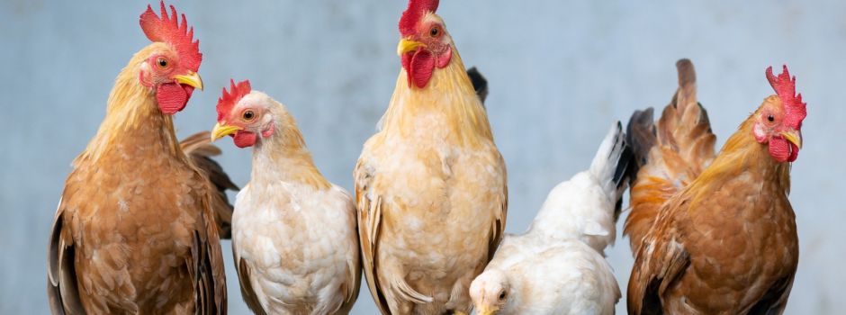 Kükenschreddern verboten – Augenwischerei im Tierschutz