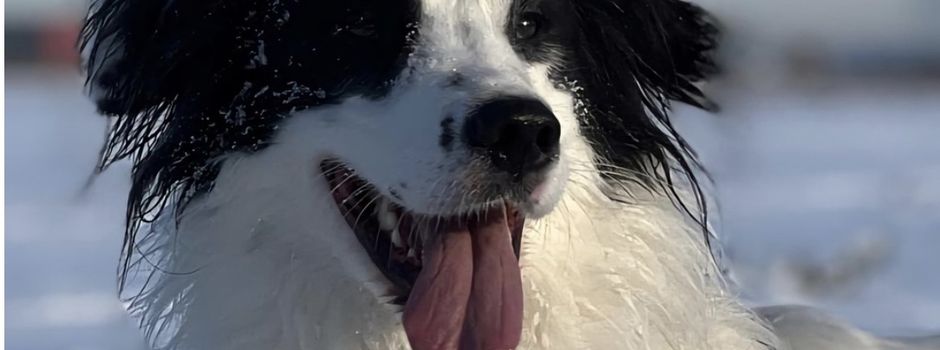 Grundsteuer, Gewerbesteuer und Hundesteuer im Februar fällig